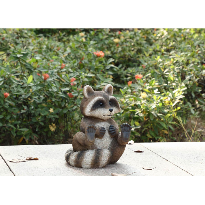 Raccoon Sitting