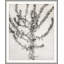 Plants & Flowers Print by Darrell Kincer-1881006509