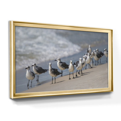 " What's Up Gulls "