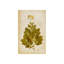 Pressed Flowers I Print by Michelle Bennett-26931535-26931536