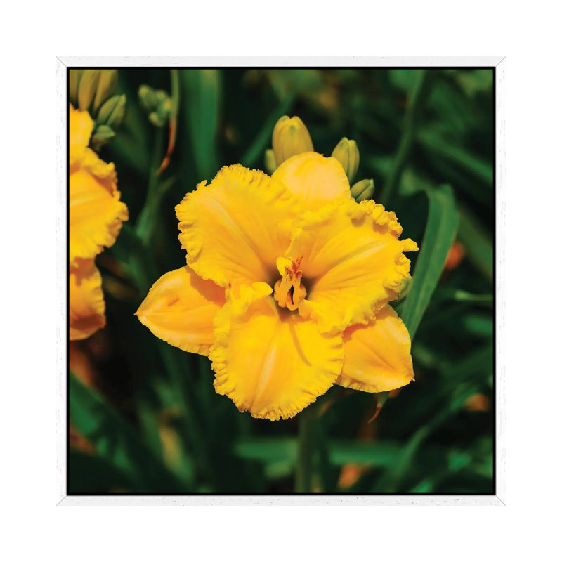 Daylily Garden VIII by Bethany Young - Print on Canvas, 93.98cm H x 93.98cm W x 3.81cm D, White Framed