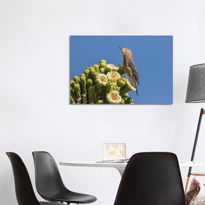 USA, Arizona, Sabino Canyon. Male gila woodpecker feeding on cactus blossom. 1 Piece Wrapped Canvas Wall Art