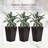 Set of 3 Tall Planters-1418077971