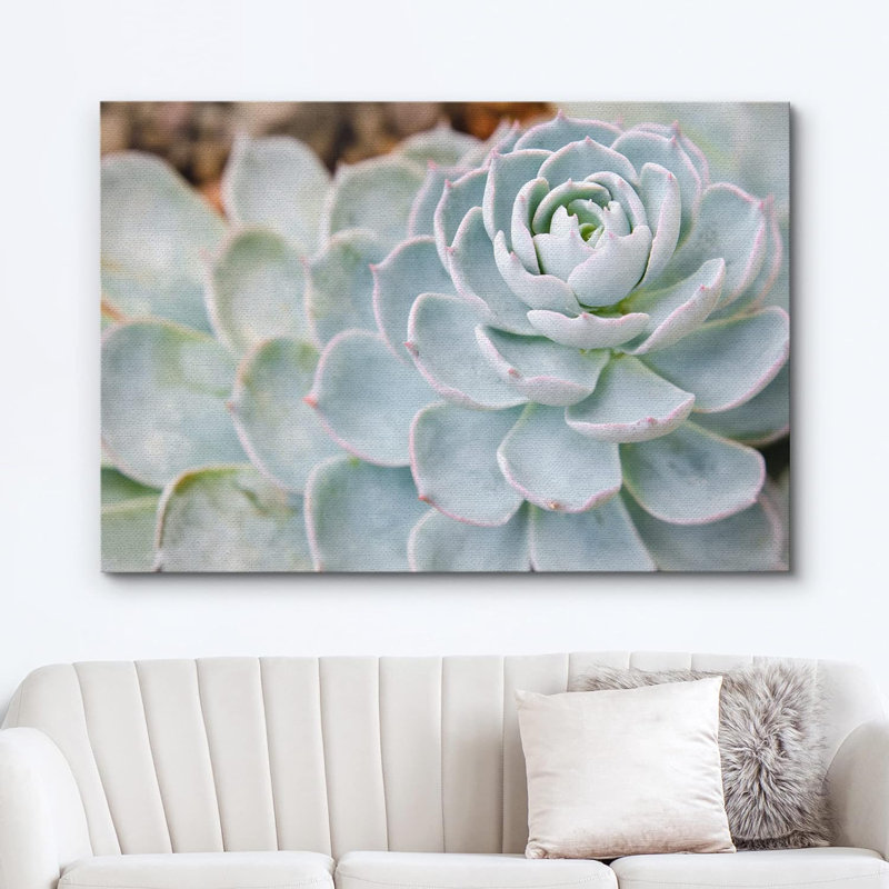 «Pale Green Echeveria Desert Succulent» sur, H 32 po x l 48 po
