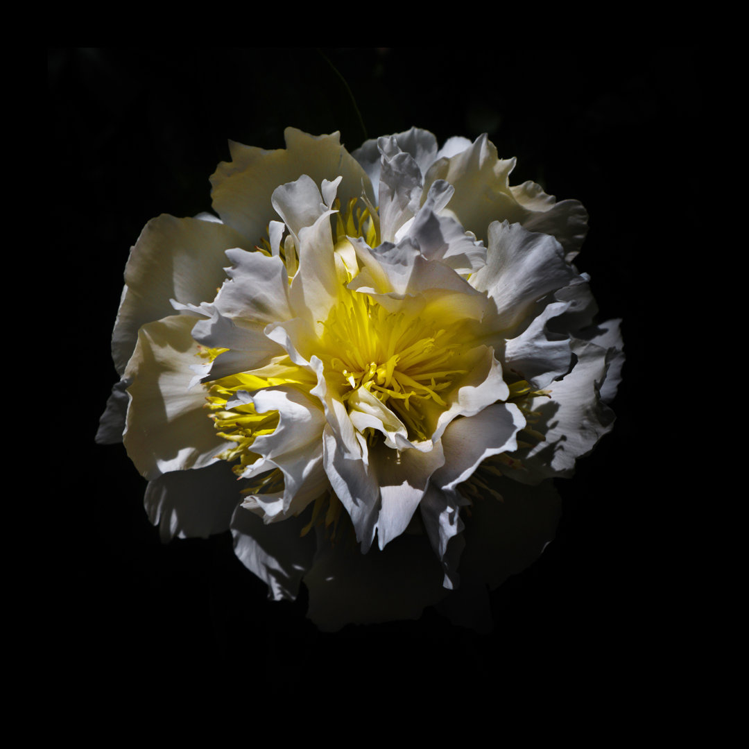 Leinwandbild White Camelia von Brian Carson