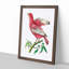 Pompadour Chatterer Bird by George Shaw - Framed Print-55616666-55616668