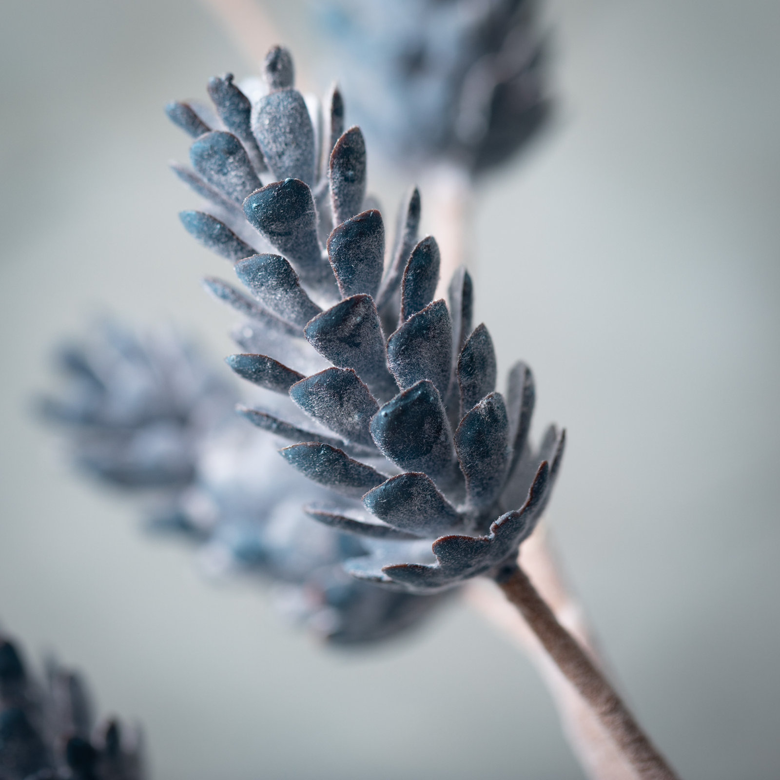 Pine Floral Stems
