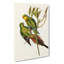 Black-Tailed Parakeet by Elizabeth Gould - Wrapped Canvas Painting-55371249