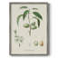 Antique Ammond Botanical I, reproduction encadrée - bois massif