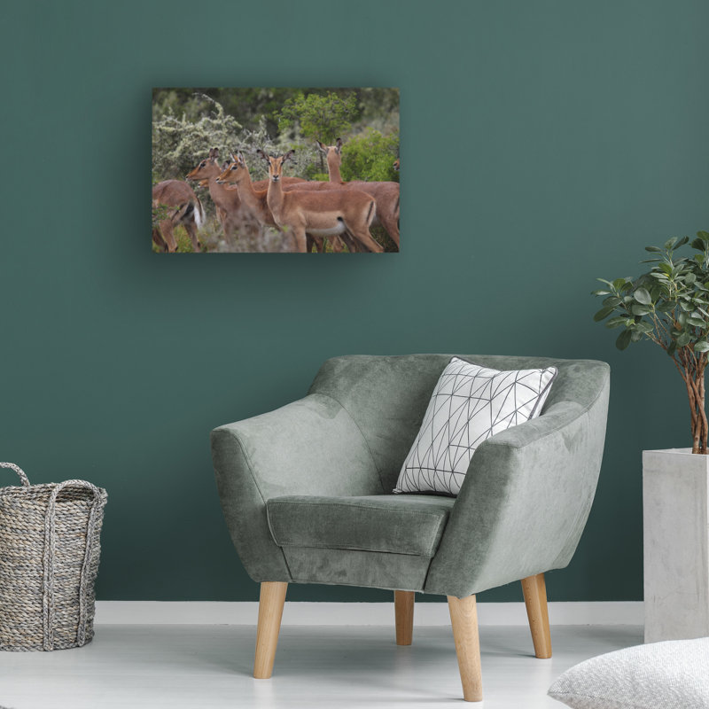 Bolog Bob Langrish Impala Canvas Art, 16" H x 24" W