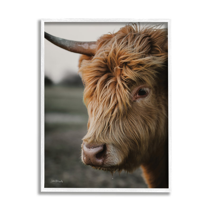 Bétail regardant par Dakota Diener, H 14 po x l 11 po x P 1,5 po, Giclée encadrée noir minuit