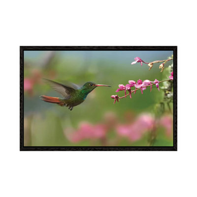 Rufous-Tailed Hummingbird Hovering Near Flower, Ecuador by Tim Fitzharris - Gallery-Wrapped Canvas Giclée on Canvas