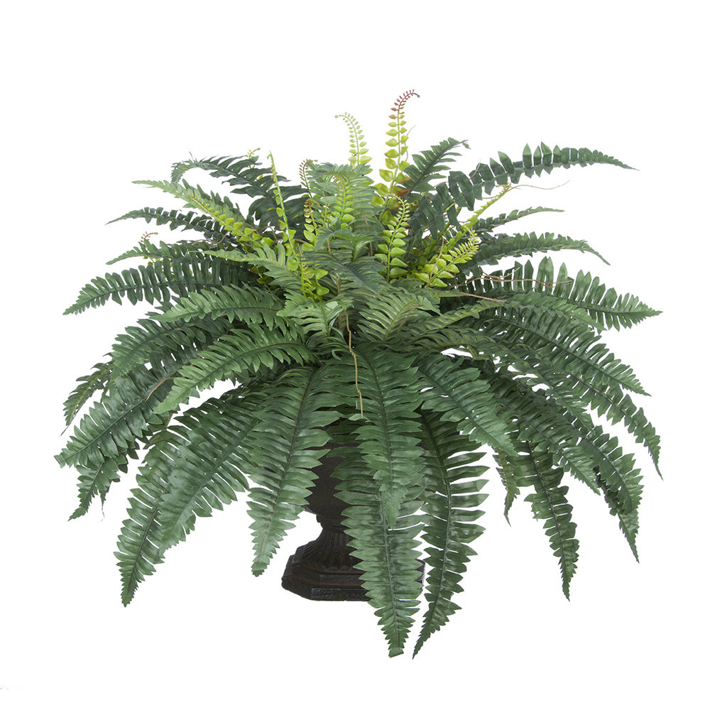 Artificial Fern Desk Top Plant in Decorative Urn Winston Porter Base 