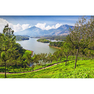 " Tea Plantation "
