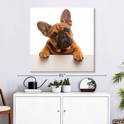 Curieux bouledogue français Brampt