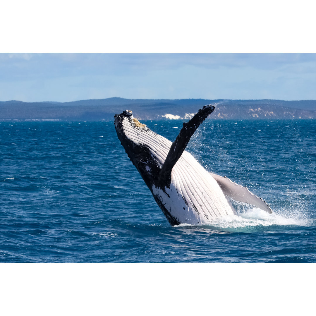 Humpback Whale Breaching - Wrapped Canvas Print