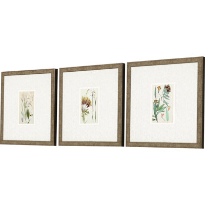 Set Of Three Antique Botanical Gold Framed Print Wall Art