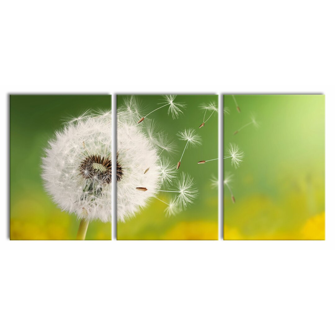 3-tlg. Leinwandbilder-Set Dandelion Seeds