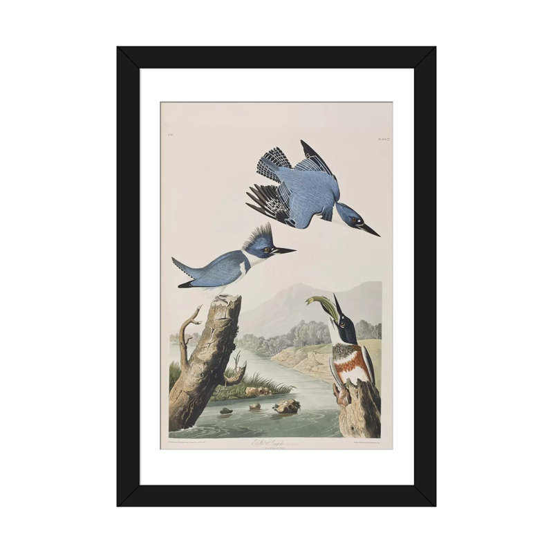 « belted kingfisher », impression sur toile, H 32 po x l 24 po x P 1 po, Papier d'art encadré noir, Blanc