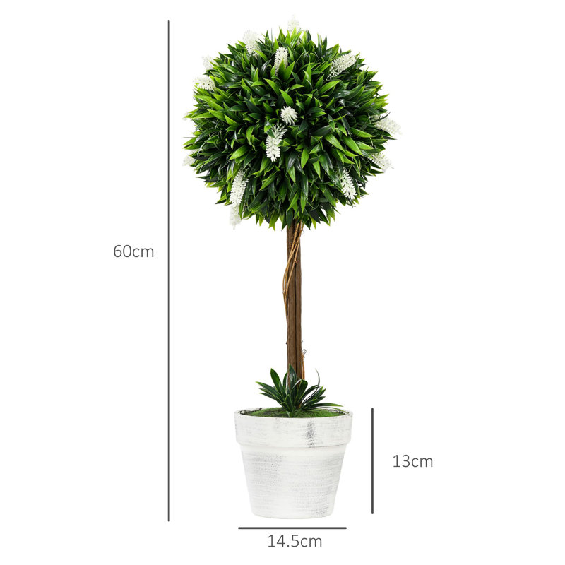 60cm Plant