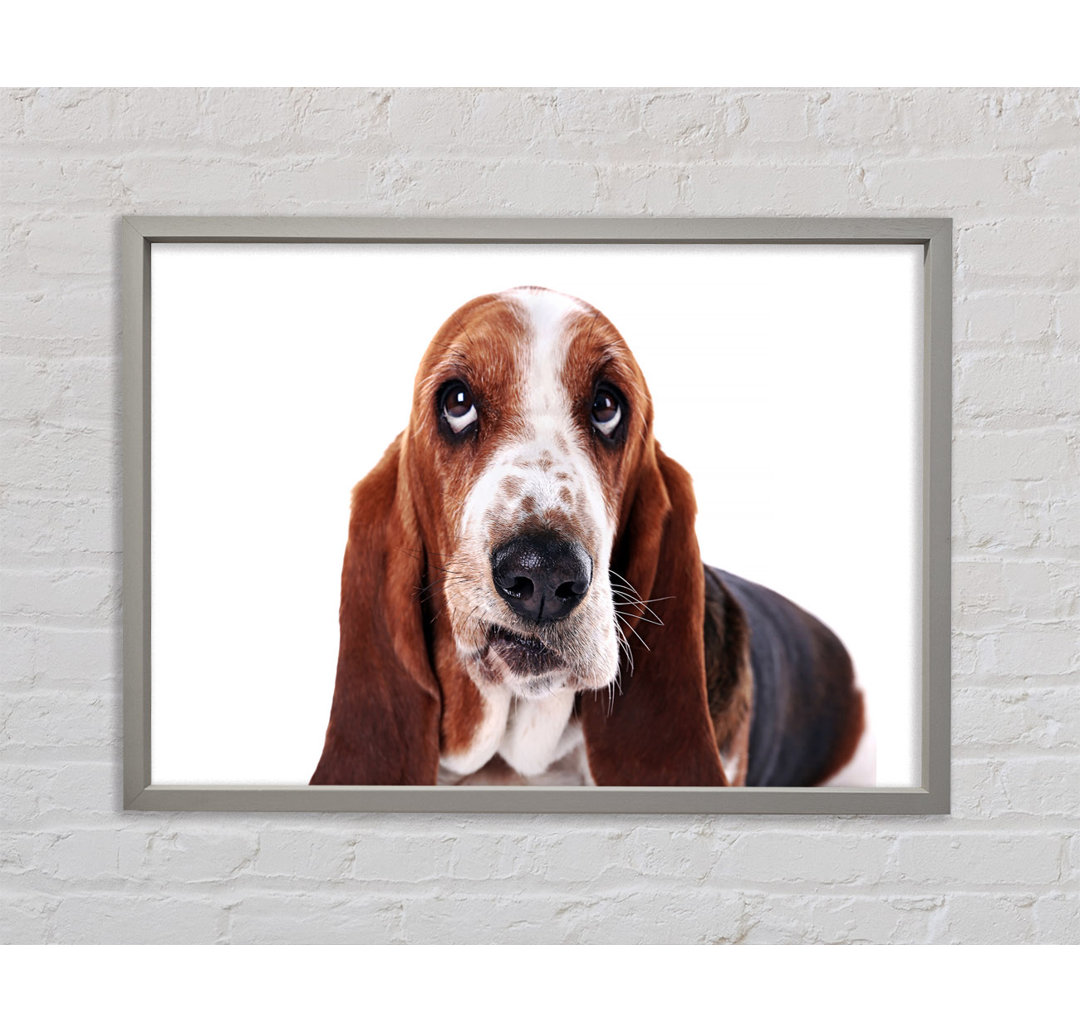 Basset Hound Look - Druck