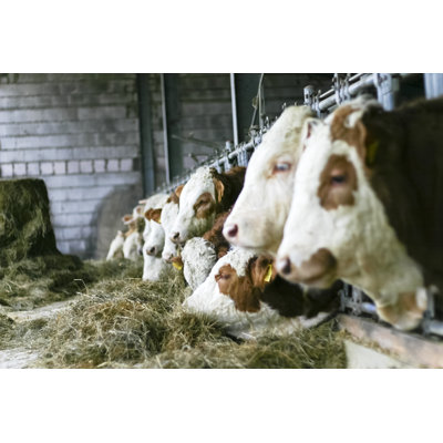 Bulls In An Outdoor Barn by Wicki58 - No Frame Print on Canvas