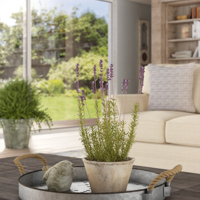 Lavender Arrangement in Pot