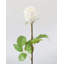 White Dutchess Rose Bud 23"