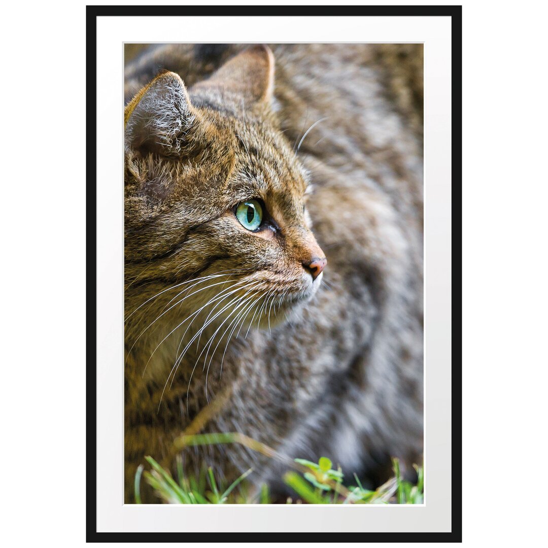 Gerahmtes Poster Kleine Manul im Gras