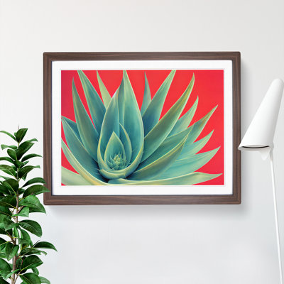 Spellbinding Aloe Vera Plant - Framed Print