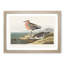 Red-Breasted Sandpiper by John James Audubon - Picture Frame Painting Print-55598564-55598570