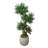 Boxwood Tree in Fiberstone Pot-137622641
