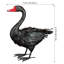 Cygne noir 18 po