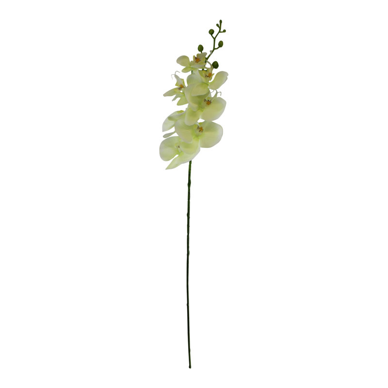Orchid Arrangement, Cream