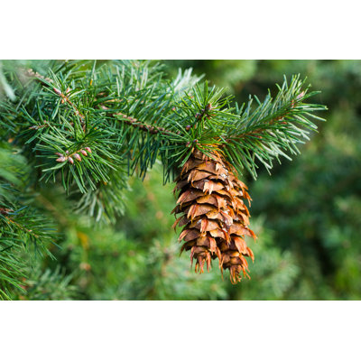 " Douglas Fir Cones " by Srekapi