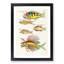 East Indies Fish Illustrations XV by Louis Renard - Picture Frame Graphic Art Print-55537147-55537148