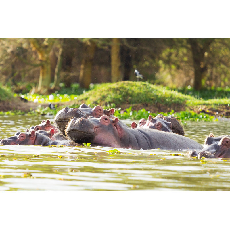 Hippopotamus by Ivanmateev - Wrapped Canvas Print, 51cm H x 76cm W