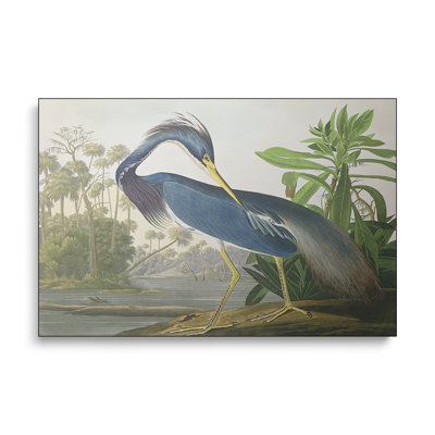 Reproduction d'art sur toile Steemplix, héron de Louisiane par John James Audubon