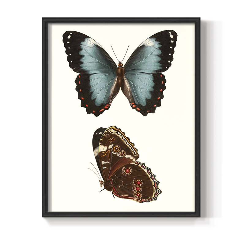 «Antique Blue Butterflies IV», reproduction encadrée - bois massif, H 28 po x l 22 po, Noir