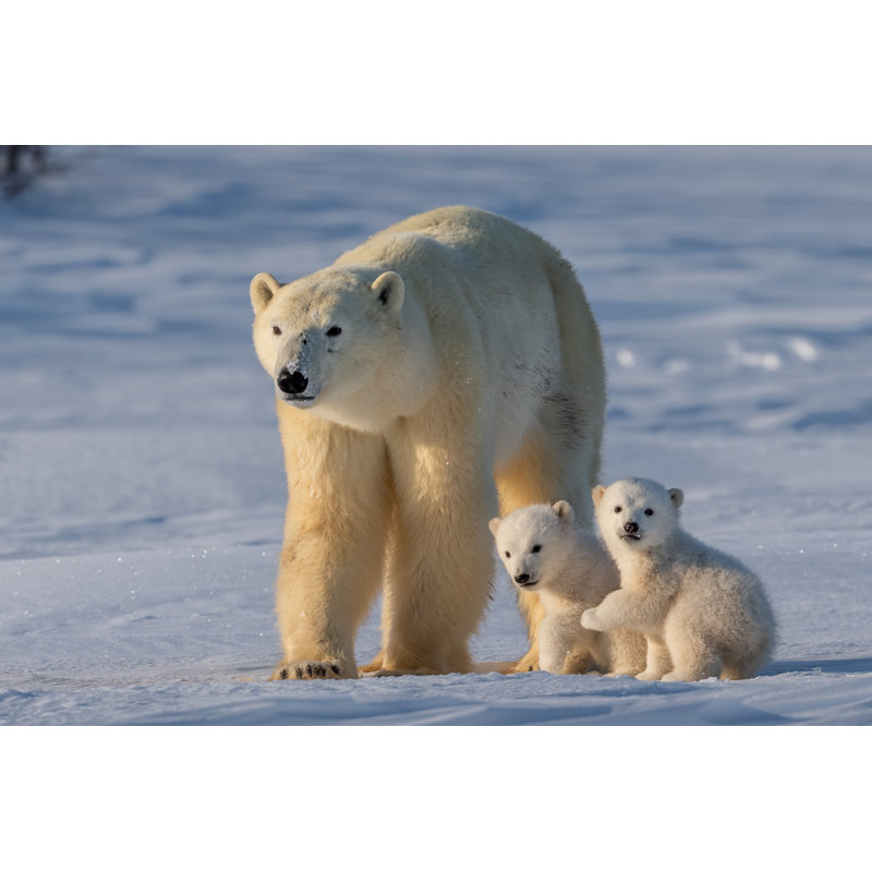 Polar Bear by Xiaoying Shi - Wrapped Canvas Print, 30.48cm x 45.72cm