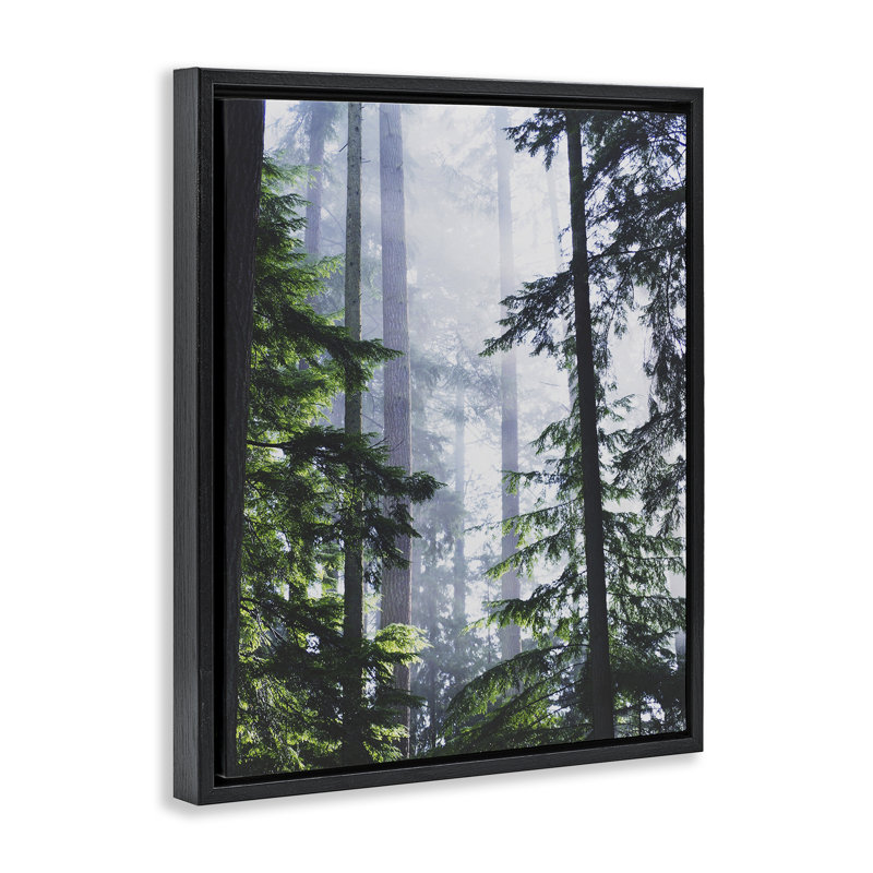"Foggy Forest View", art mural encadré sur toile flottante par Gail Peck, Cadre flottant noir de jais, H 21 po x l 17 po