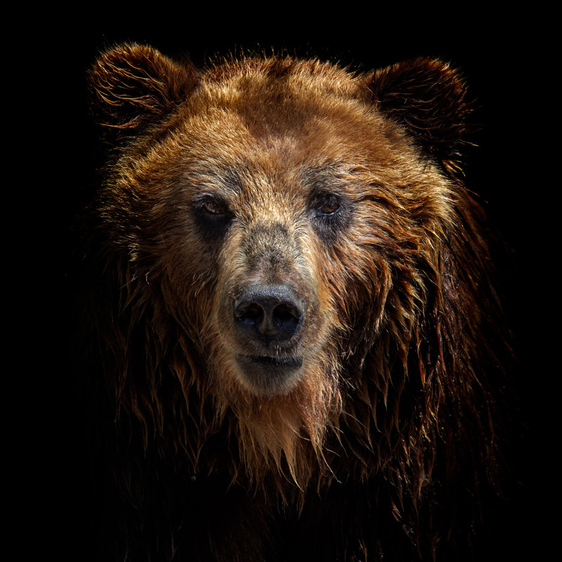 Ours brun - photographie sur toile tendue, H 12 po x l 12 po
