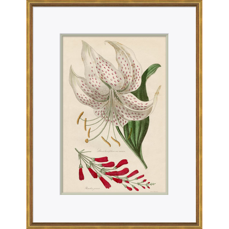 Curtis's Botanicals - Peinture encadrée sur papier