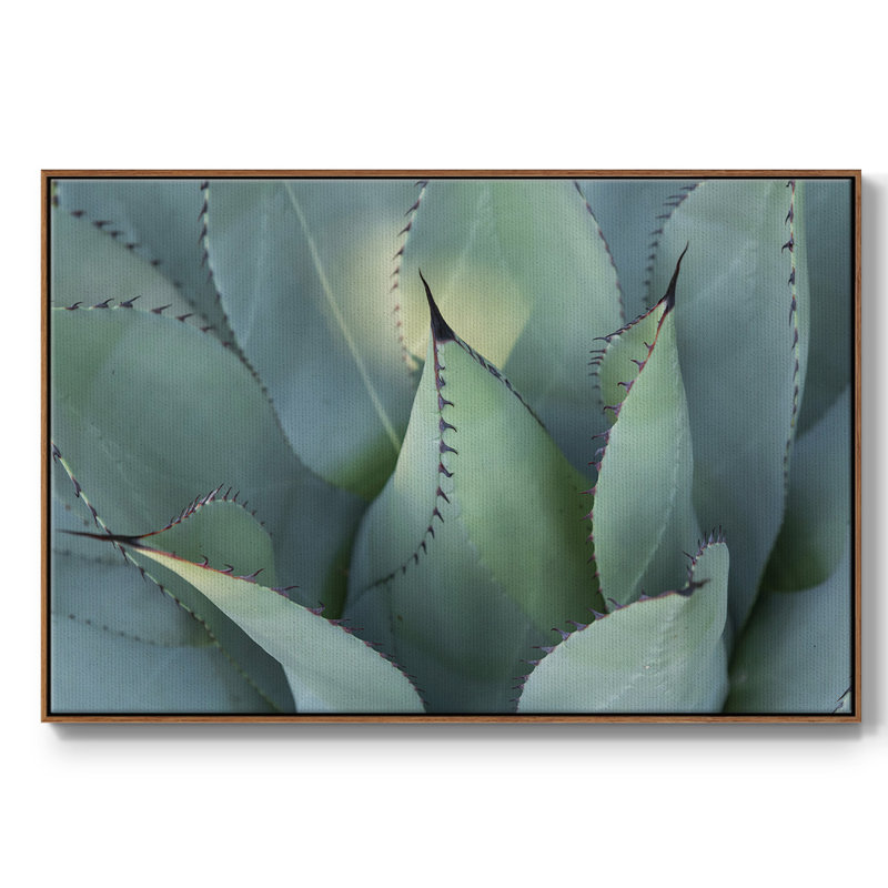 Blue Agave I, reproduction d'art sur toile, Noyer, H 17 po x l 25 po x P 2 po