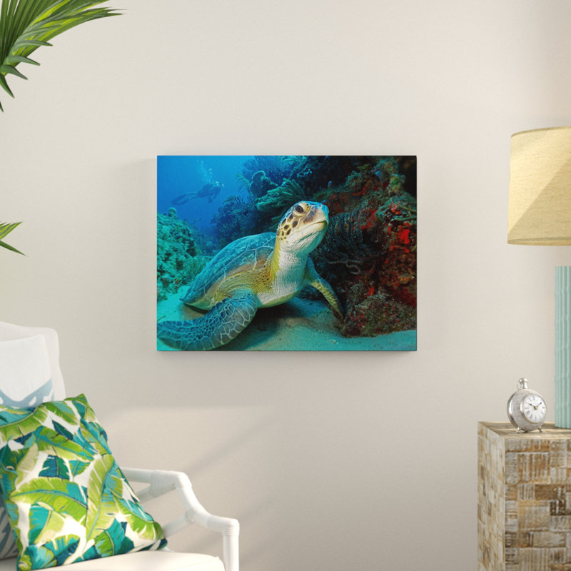 " Turtle " by Christopher Doherty