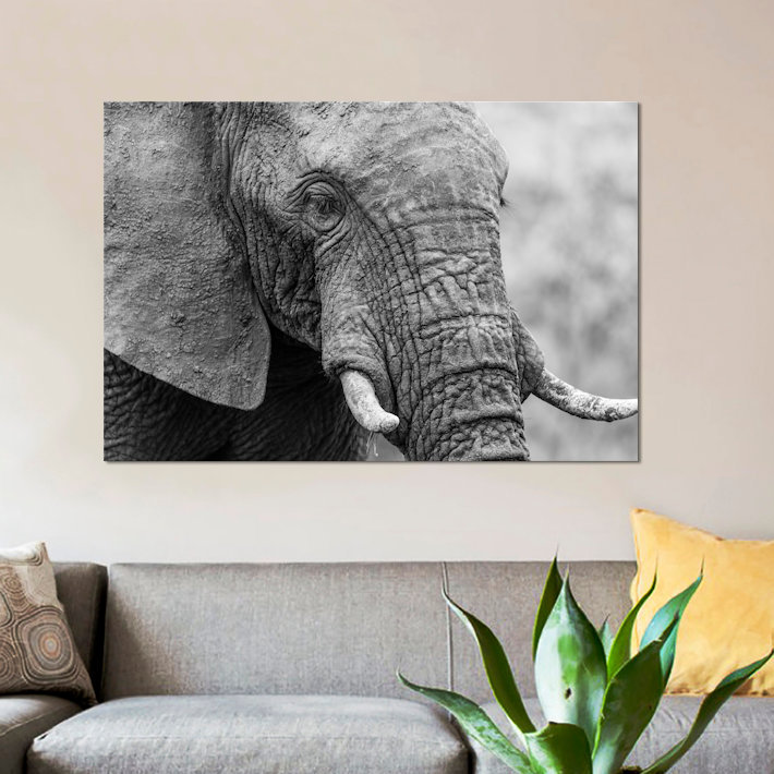 « couch éléphant », reproduction de photo sur toile, H 12 po x l 18 po x P 1,5 po, Toile tendue, Pas de tapis