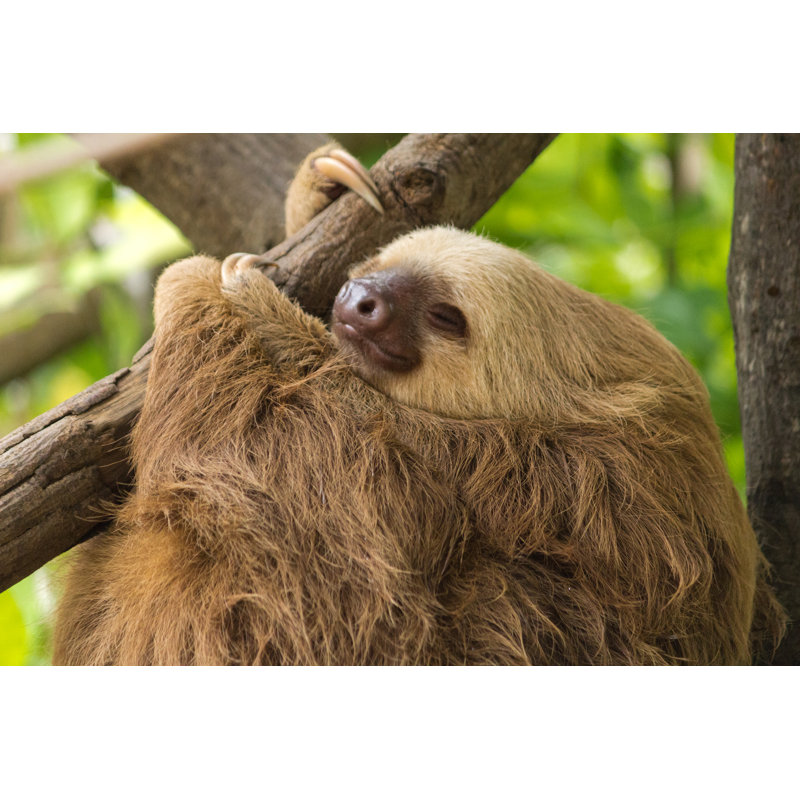 Sleeping Sloth by Justin Davis - Wrapped Canvas Print, 12"H x 18"W