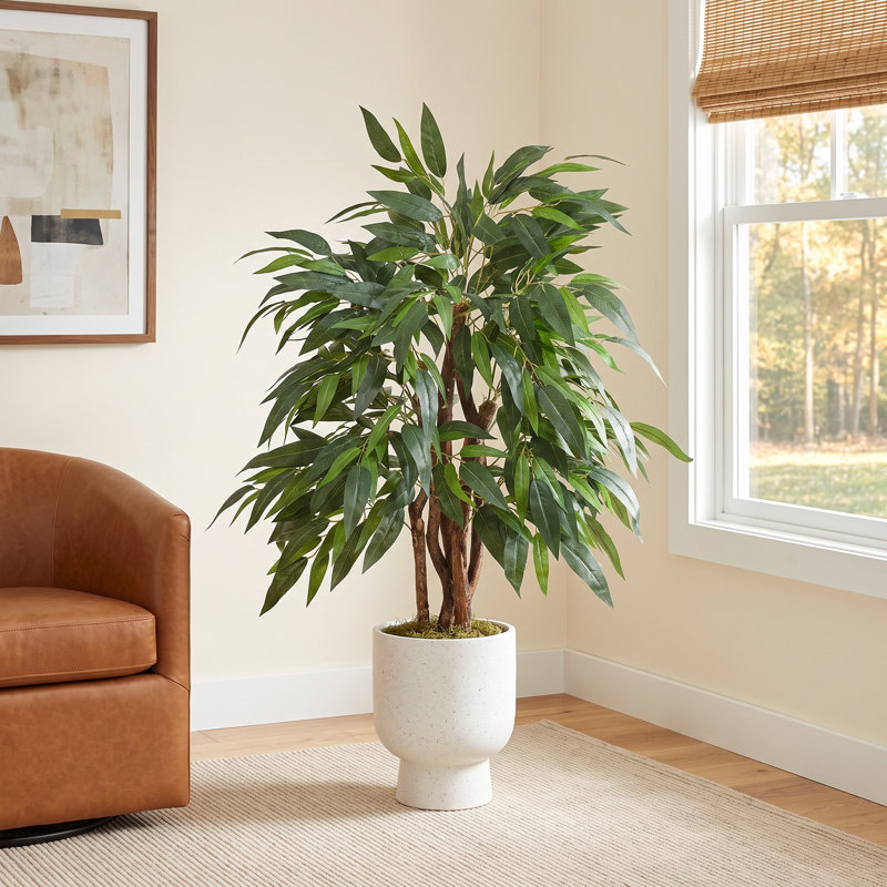 Pottershill Mango Tree in Pot