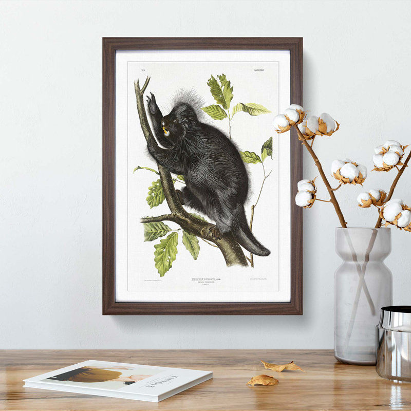 Canadian Porcupine by J.W. Audubon - Picture Frame Graphic Art Print, Walnut Framed, 36cm H x 27cm W x 2cm D