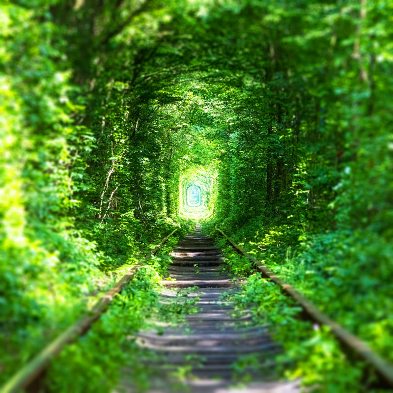 Chemin de fer dans la forêt - Photographie sur toile tendue, H 12 po x l 12 po